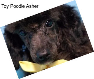 Toy Poodle Asher