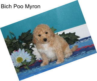 Bich Poo Myron