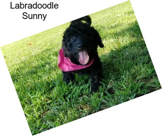 Labradoodle Sunny