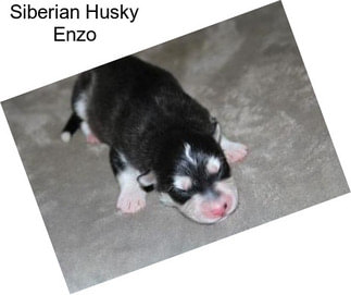 Siberian Husky Enzo