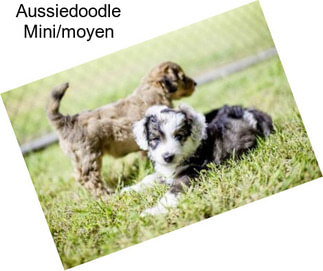 Aussiedoodle Mini/moyen