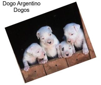 Dogo Argentino Dogos