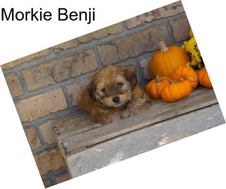 Morkie Benji