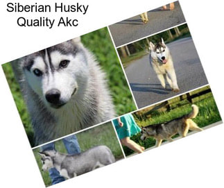 Siberian Husky Quality Akc
