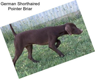 German Shorthaired Pointer Briar