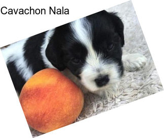 Cavachon Nala