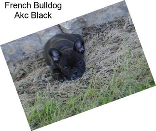 French Bulldog Akc Black