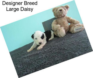 Designer Breed Large Daisy