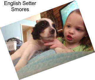 English Setter Smores