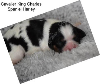 Cavalier King Charles Spaniel Harley