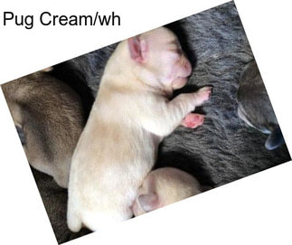 Pug Cream/wh
