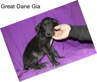 Great Dane Gia