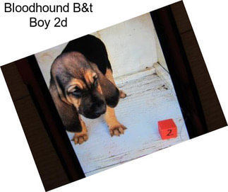 Bloodhound B&t Boy 2d