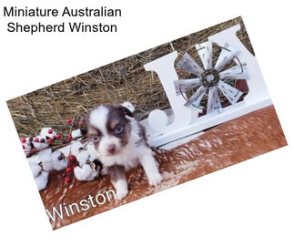 Miniature Australian Shepherd Winston