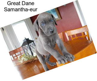 Great Dane Samantha-eur