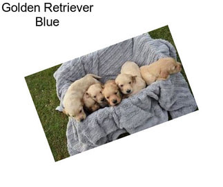 Golden Retriever Blue