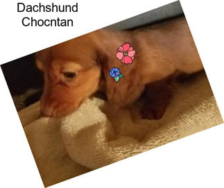 Dachshund Chocntan