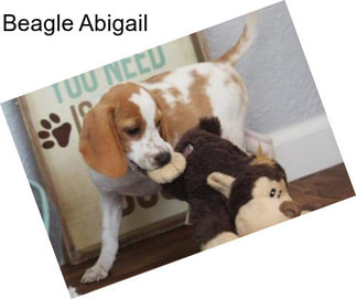 Beagle Abigail