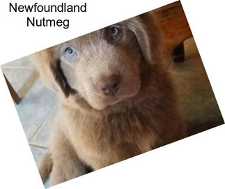 Newfoundland Nutmeg