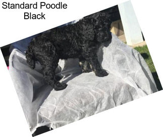 Standard Poodle Black