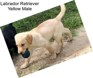 Labrador Retriever Yellow Male