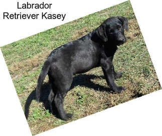 Labrador Retriever Kasey