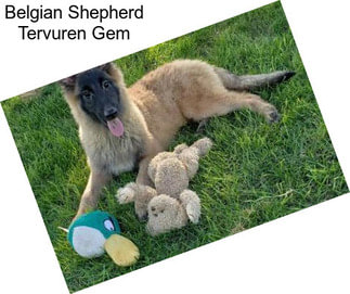 Belgian Shepherd Tervuren Gem