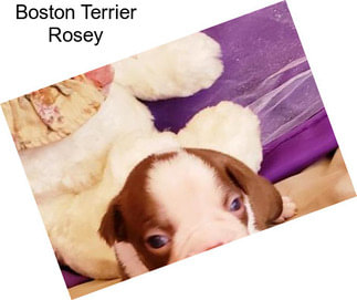 Boston Terrier Rosey