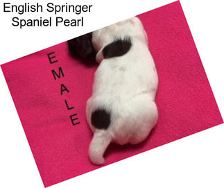 English Springer Spaniel Pearl