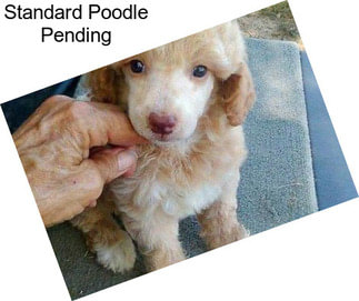 Standard Poodle Pending