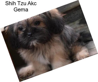 Shih Tzu Akc Gema