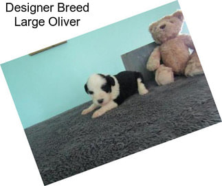 Designer Breed Large Oliver