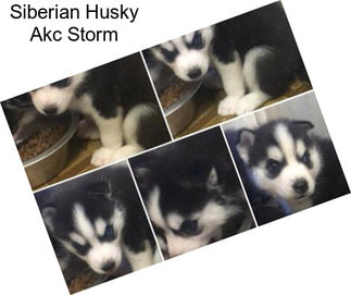 Siberian Husky Akc Storm