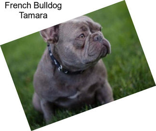 French Bulldog Tamara