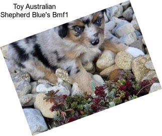 Toy Australian Shepherd Blue\'s Bmf1