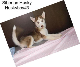 Siberian Husky Huskyboy#3