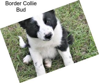 Border Collie Bud