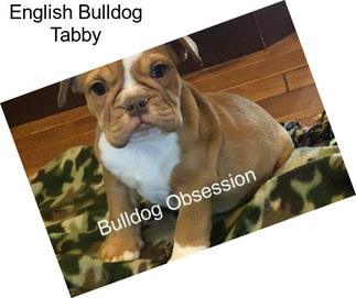 English Bulldog Tabby