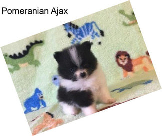 Pomeranian Ajax