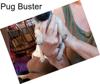 Pug Buster