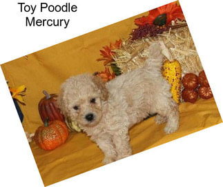 Toy Poodle Mercury