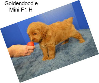 Goldendoodle Mini F1 H