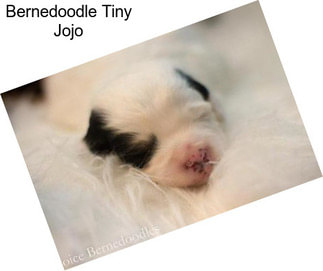 Bernedoodle Tiny Jojo