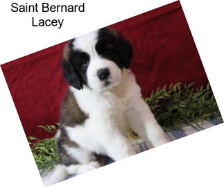 Saint Bernard Lacey