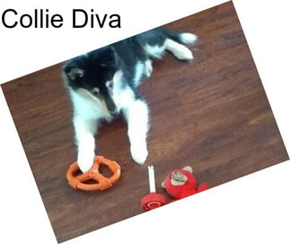 Collie Diva