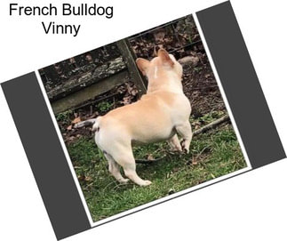 French Bulldog Vinny