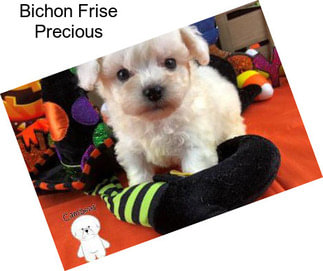 Bichon Frise Precious