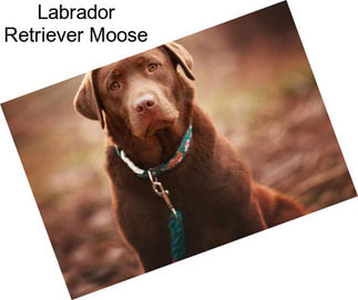 Labrador Retriever Moose