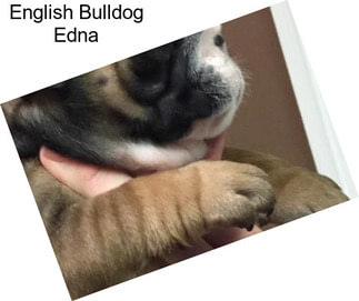 English Bulldog Edna