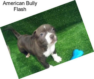 American Bully Flash